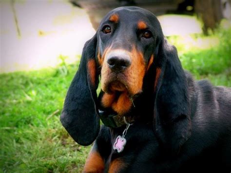 Pin By Becky Krichevsky On Black And Tan Coonhounds Coonhound Black And Tan Old Fashioned