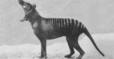 Rare Footage Of Animals That Have Gone Extinct Petapixel