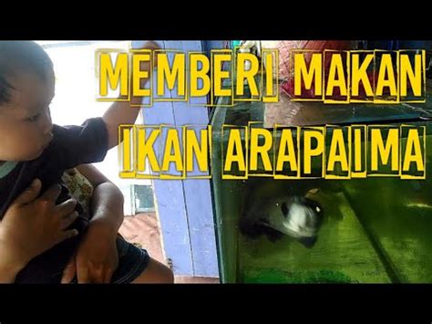 Penemuan ikan arapaima gigas di aliran sungai brantas, sidoarjo, surabaya, seukuran tinggi orang dewasa menghebohkan. MEMBERI MAKAN IKAN ARAPAIMA, MENUNYA: KAPIAT, KOKI, KOMET ...