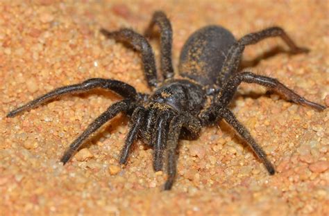 Meet The Worlds Oldest Spider—who Lived To Age 43