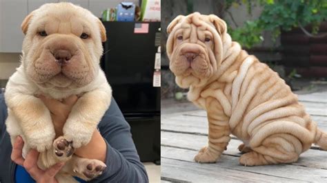 😍 Cute Is Not Enough Super Cute Shar Pei Puppies In The World Puppy