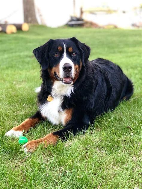 24 Most Beautiful Bernese Mountain Dogs And Puppies To Brighten Your