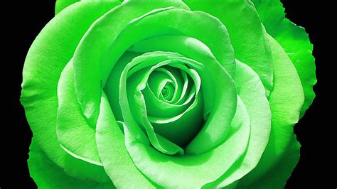 Green Rose Wallpapers Top Free Green Rose Backgrounds Wallpaperaccess