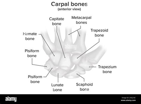 Carpal Bones Anterior View Anatomy Stock Photo Alamy