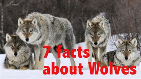7 Facts About Gray Wolves Youtube