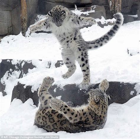 White Wolf Snow Leopard Cub Plays With Mom In Snow Video