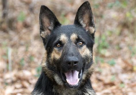 88 All Black German Shepherd Police Dog L2sanpiero
