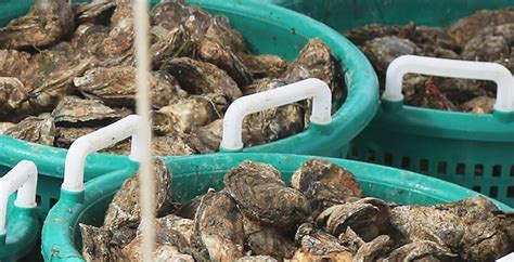 Virginia Oyster Harvests Expected To Hit Highest Levels In Decades