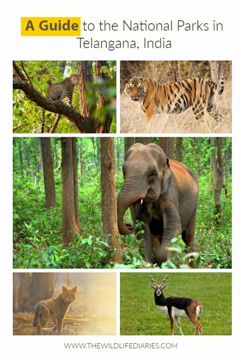 A Guide To The National Parks In Telangana India The Wildlife Diaries
