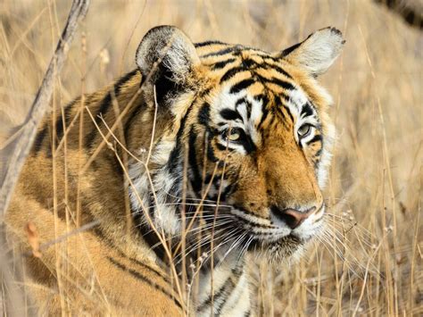 Ranthambore National Park Tiger Safaris In India Steppes Travel