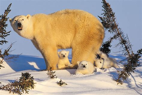 Polar Bears Manitoba Canada Art Wolfe