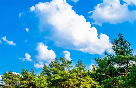 Green Branches Of A Pine Trees Against The Blue Sky Free Stock Photo