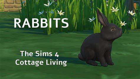 All About Rabbits The Sims 4 Youtube