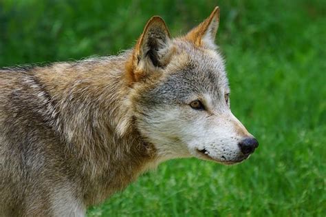 The Complexity Of Wolves Our Wild World