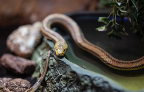 Walaupun sulit menduga ular akan masuk ke rumah anda, anda pastinya tidak ingin ular itu masuk kembali ke rumah anda.10 x sumber tepercaya national pesticide information center kunjungi sumber ular menyukai tempat yang dingin dan gelap, jadi. Bukan Garam, Ini Cara Efektif Mencegah Ular Masuk Rumah | Fumida