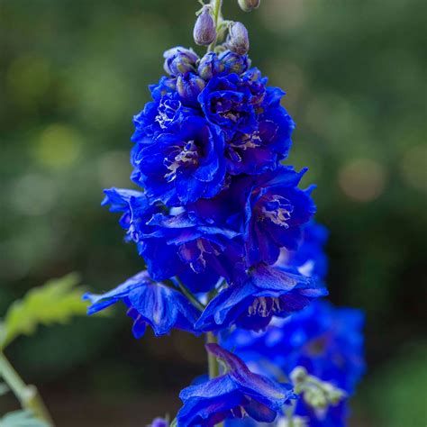 Patriotic And Rare True Blue Blooms Youll Want In Your Yard My