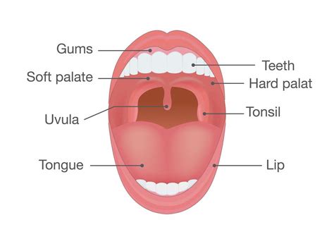Tonsil Drawing Anatomy Of The Mouth Tongue Teeth Palate Uvula Images And Photos Finder