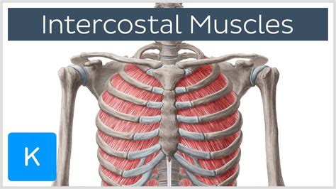Rib Cage Muscles Labeled Intercostal Muscles Definition Function My