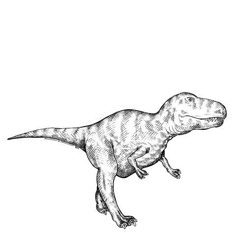 Gorgosaurus Dinosaur Drawing By Karl Addison Fine Art America