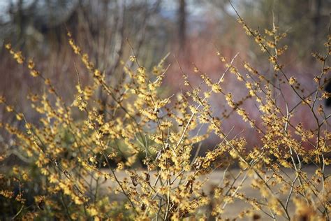 Winter Enchantment 9 Best Witch Hazels For A Luminous Garden Best Witch Hazel Witch Hazel
