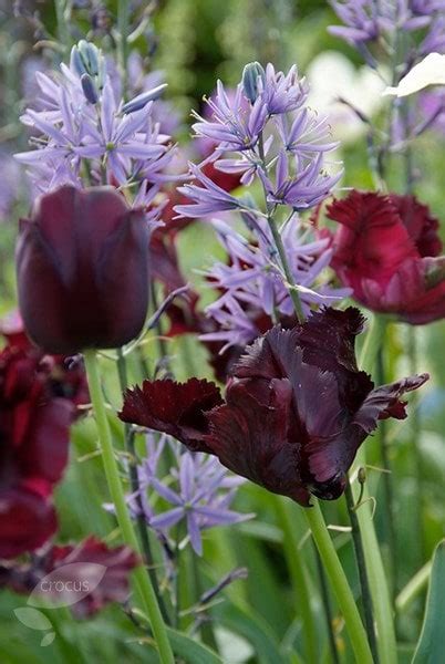 Buy Parrot Tulip Bulbs Tulipa Black Parrot Delivery By Waitrose Garden