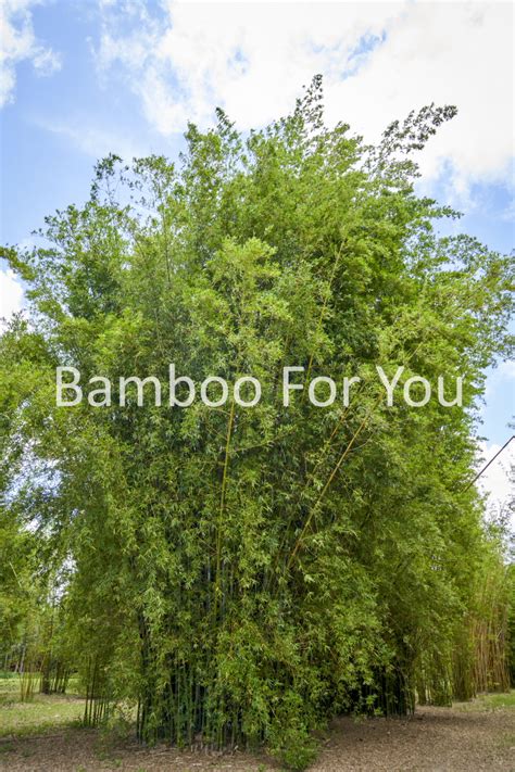 Bambusa Malingensis Sea Breeze Bamboo We No Longer Sell Bamboo Plants But You May Still