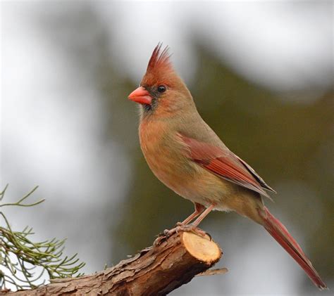 Female Cardinal Cardinal Birds Beautiful Birds Colorful Birds