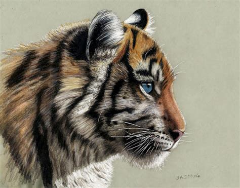 Colored Pencil Drawing Of Tiger Cub By Jasminasusak On Deviantart