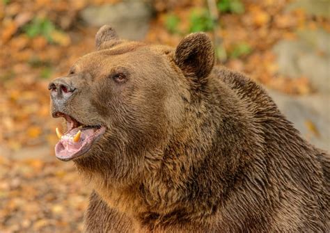 Facts About Endangered Grizzly Bears
