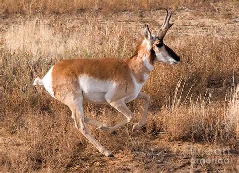 Pronghorn Antelope 1 Photograph By Vivian Christopher Fine Art America
