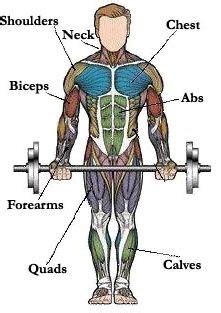 These muscle names are derived from latin. 170 BA ideas | seated leg press, piano stairs, workout pictures