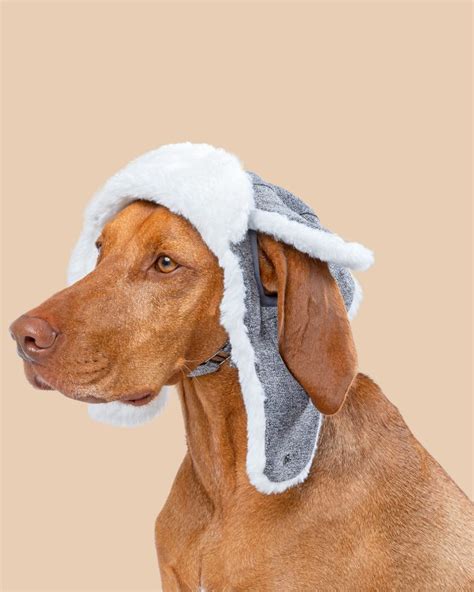 Arctic Air Aviator Dog Hat Dog Hat Dog Harness Dog Clothes