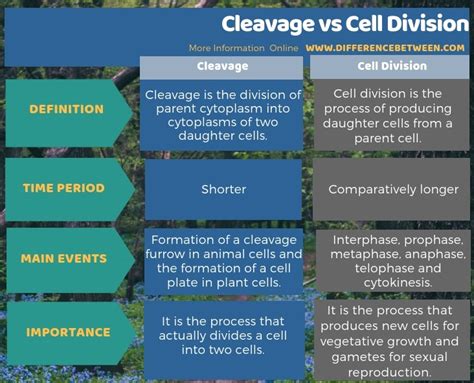In both animal and plant cells, cell division is also driven by vesicles derived from the golgi apparatus, which move along microtubules to the middle of the cell. Difference Between Cleavage and Cell Division | Compare ...