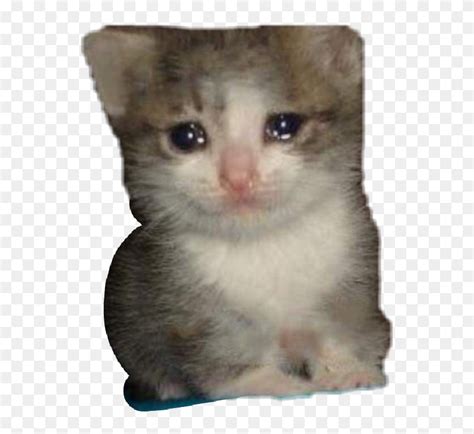 Kitty Cat Png Crying Cat Meme Png Transparent Png 553x6906903973