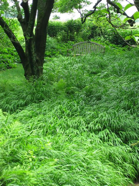 Rotary Botanical Gardens Hort Blog Hakone Grass A Shade Garden