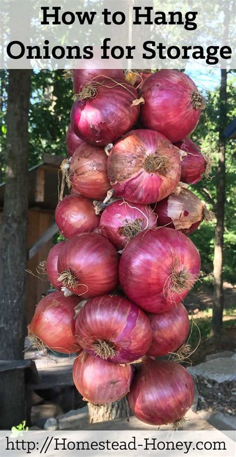 How To Hang Onions For Storage Homestead Honey