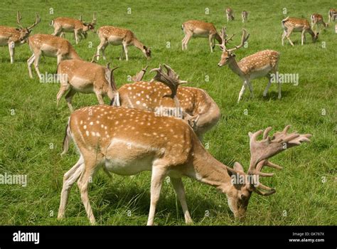 Fallow Deer Herd Stock Photo Alamy