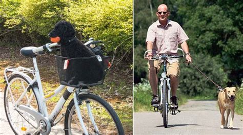 You will ride the train back to your town. The Perils of Riding a Bicycle With Your Pet | e-nemall.com