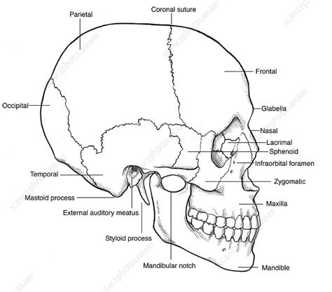 Illustration Of Human Skull Stock Image C0172563 Science Photo