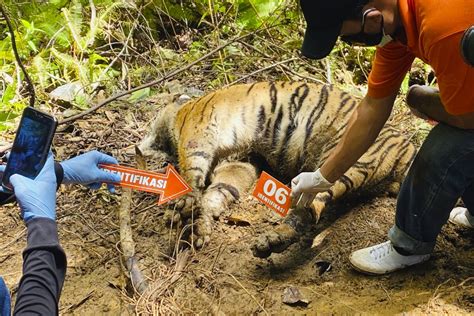 3 Endangered Sumatran Tigers Found Dead In Indonesia The San Diego