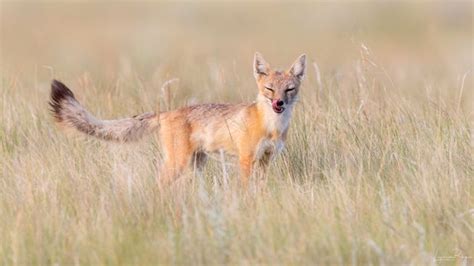 Swift Foxes Making A Comeback In Canada Swift Fox Fox Animals Beautiful