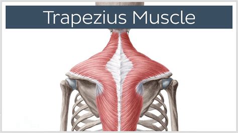 Humans have three different kinds of muscle: Neck and Shoulders - Mindful Movements