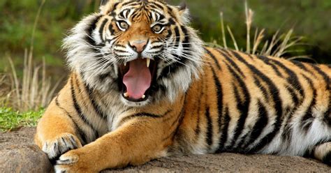 Video Nacen Dos Tigres De Sumatra En Indonesia Tc Televisión