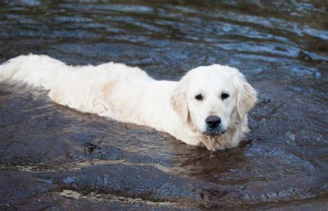 Find home for an animal alerts get alerts. Florida Golden Retriever Rescue | petswithlove.us