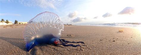 Portuguese man 'o war facts at a glance. First Aid for Jelly Stings