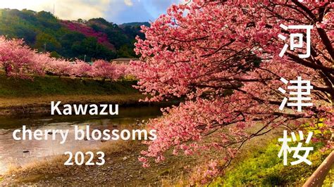 4k Kawazu Cherry Blossoms 2023 Cloudy Then Sunny Then Hail Then Rain