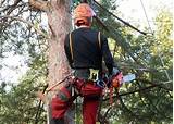 Arborist Tree Climbing Gear Photos
