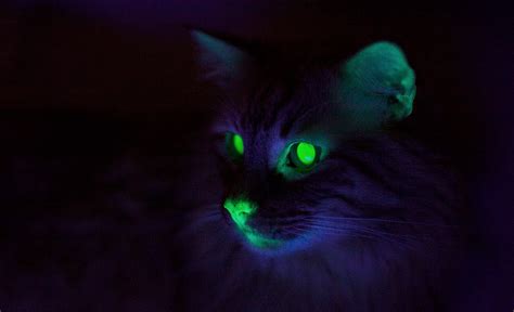 The Art Of Science Glowing Cats