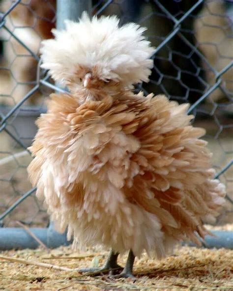 Crazy Fluffy Chicken Animals Doing Funny Things Frizzle Chickens