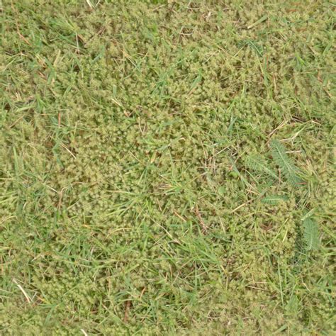 Grass 01 Free Pbr Texture From